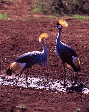 Crowned Cranes Kenya